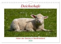 Produktbild: Deichschafe - H&uuml;ter der Deiche in Nordfriesland (Wandkalender 2026 DIN A4 quer), CALVENDO Monatskalender