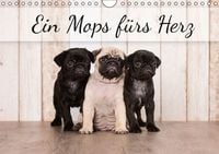 Produktbild: Ein Mops f&uuml;rs Herz (Wandkalender immerw&auml;hrend DIN A4 quer)