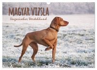 Produktbild: Magyar Vizsla - Ungarischer Vorstehhund (Wandkalender 2026 DIN A3 quer), CALVENDO Monatskalender