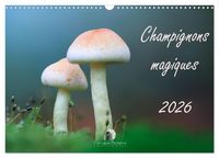 Produktbild: Champignons magiques (Calendrier mural 2027 DIN A3 vertical), CALVENDO calendrier mensuel
