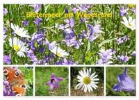 Produktbild: Bl&uuml;tenmeer am Wegesrand (Wandkalender 2026 DIN A2 quer), CALVENDO Monatskalender