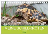 Produktbild: Meine Schildkr&ouml;ten (Tischkalender 2026 DIN A5 quer), CALVENDO Monatskalender