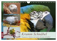 Produktbild: Krumm Schn&auml;bel - Papageien, Sittiche und andere Krumm Schn&auml;bel (Wandkalender 2026 DIN A4 quer), CALVENDO Monatskalender