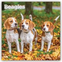 Produktbild: Beagles 2027 &ndash; 16-Monatskalender