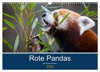 Produktbild: Rote Pandas - geschickte Kletterer (Wandkalender 2026 DIN A3 quer), CALVENDO Monatskalender
