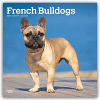 Produktbild: French Bulldogs &ndash; Franz&ouml;sische Bulldogge 2027 &ndash; 16-Monatskalender
