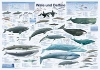 Produktbild: Wale und Delfine