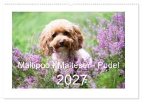 Produktbild: Maltipoo - Malteser -Pudel (Wandkalender 2027 DIN A2 quer), CALVENDO Monatskalender