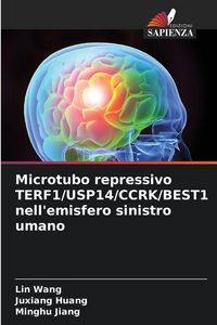 Produktbild: Microtubo repressivo TERF1/USP14/CCRK/BEST1 nell'emisfero sinistro umano