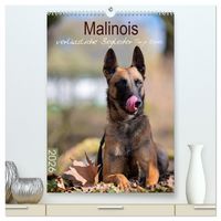 Produktbild: Malinois verl&auml;ssliche Begleiter (hochwertiger Premium Wandkalender 2026 DIN A2 hoch), Kunstdruck in Hochglanz