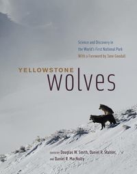 Produktbild: Yellowstone Wolves