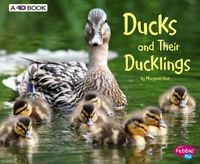 Produktbild: Hall, M: Ducks & Their Ducklings Rev/e