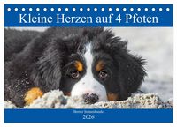 Produktbild: Kleine Herzen auf 4 Pfoten - Berner Sennenhunde (Tischkalender 2026 DIN A5 quer), CALVENDO Monatskalender