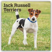 Produktbild: Jack Russel Terriers &ndash; Jack Russel Terrier 2026 &ndash; 16-Monatskalender