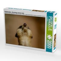 Produktbild: CALVENDO Puzzle Erdm&auml;nnchen &ndash; Zusammen sind wir stark 2000 Teile Lege-Gr&ouml;&szlig;e 90 x 67 cm Foto-Puzzle Bild von Peter Hebgen
