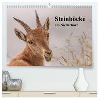 Produktbild: Steinb&ouml;cke am Niederhorn (hochwertiger Premium Wandkalender 2026 DIN A2 quer), Kunstdruck in Hochglanz