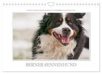 Produktbild: Emotionale Momente: Berner Sennenhund. (Wandkalender 2027 DIN A4 quer), CALVENDO Monatskalender