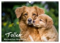 Produktbild: Toller - Nova Scotia Duck Tolling Retriever (Wandkalender 2027 DIN A3 quer), CALVENDO Monatskalender