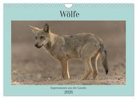 Produktbild: W&ouml;lfe, Impressionen aus der Lausitz (Wandkalender 2026 DIN A4 quer), CALVENDO Monatskalender