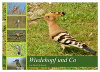 Produktbild: Wiedehopf und Co - von Ren&eacute; Schaack (Wandkalender 2027 DIN A2 quer), CALVENDO Monatskalender