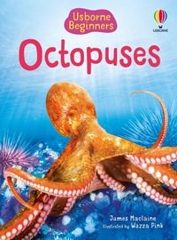 Produktbild: Octopuses (Usborne Beginners)