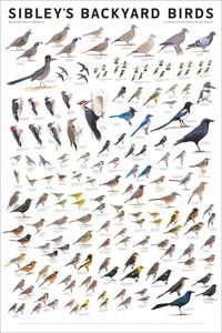 Produktbild: Sibley, D: Sibley's Backyard Birds
