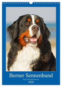 Produktbild: Berner Sennenhund - stark , sch&ouml;n und liebenswert (Wandkalender 2026 DIN A3 hoch), CALVENDO Monatskalender