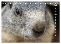 Produktbild: Murmeltiere (Tischkalender 2026 DIN A5 quer), CALVENDO Monatskalender