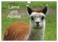 Produktbild: Lama und Alpaka (Wandkalender 2026 DIN A4 quer), CALVENDO Monatskalender