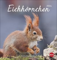 Bild vom Artikel Eichhörnchen Postkartenkalender 2024 vom Autor 