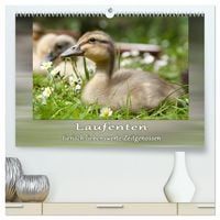 Produktbild: Laufenten - tierisch liebenswerte Zeitgenossen (hochwertiger Premium Wandkalender 2026 DIN A2 quer), Kunstdruck in Hochglanz