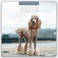 Produktbild: Poodles &ndash; Pudel 2026 &ndash; 16-Monatskalender