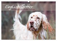 Bild vom Artikel English Setter – Impressionen edler Hunde (Wandkalender 2024 DIN A2 quer), CALVENDO Monatskalender vom Autor Visovio Visovio