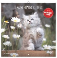 Produktbild: Katzenbabys 2027