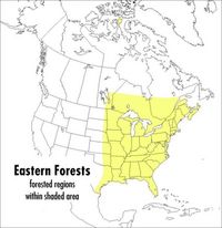Produktbild: A Peterson Field Guide to Eastern Forests