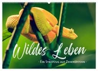 Produktbild: Wildes Leben - Ein Streifzug auf Zehenspitzen (Wandkalender 2026 DIN A2 quer), CALVENDO Monatskalender