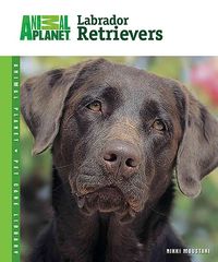 Produktbild: Labrador Retrievers
