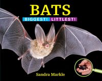 Produktbild: Bats