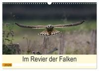 Produktbild: Im Revier der Falken (Wandkalender 2026 DIN A3 quer), CALVENDO Monatskalender