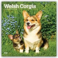 Produktbild: Welsh Corgis &ndash; Welsh Corgi 2027 &ndash; 16-Monatskalender