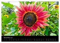 Strahlende Sonnenblumen / CH - Version (hochwertiger Premium Wandkalender 2024 DIN A2 quer), Kunstdruck in Hochglanz