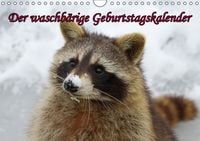 Produktbild: Waschb&auml;ren / Geburtstagskalender (Wandkalender immerw&auml;hrend DIN A4 quer)