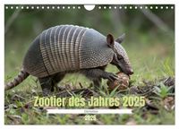Produktbild: Zootier des Jahres 2025 - G&uuml;rteltier (Wandkalender 2026 DIN A4 quer), CALVENDO Monatskalender