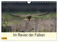 Produktbild: Im Revier der Falken (Wandkalender 2026 DIN A4 quer), CALVENDO Monatskalender