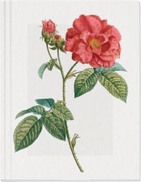Produktbild: Geschichte der Rose Gro&szlig;es Notizheft Motiv Franz&ouml;sische Rose