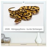 Produktbild: K&ouml;nigspythons - bunte Schlangen (hochwertiger Premium Wandkalender 2026 DIN A2 quer), Kunstdruck in Hochglanz