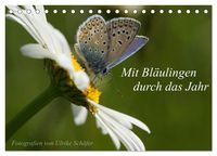 Produktbild: Mit Bl&auml;ulingen durch das Jahr (Tischkalender 2026 DIN A5 quer), CALVENDO Monatskalender