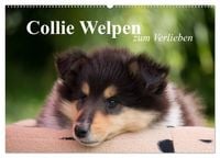 Produktbild: Collie Welpen zum Verlieben (Wandkalender 2026 DIN A2 quer), CALVENDO Monatskalender