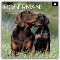 Produktbild: Dobermans – Dobermann 2026 – 16-Monatskalender