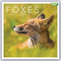 Produktbild: Foxes &ndash; F&uuml;chse 2023